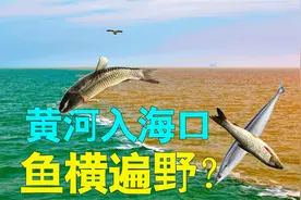 淡水鱼无法在海里生活，那么黄河流入渤海的鱼都哪去了？