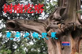 不起眼的树疙瘩，竟然有这般功效，谁都有用到的时候