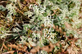 摔一跤发现的茵陈，还闪着晶莹剔透露珠，这可是新生儿黄疸的克星视频封面