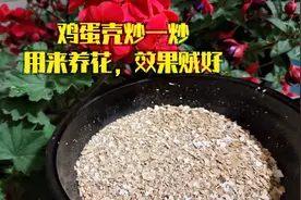 鸡蛋壳放到锅里炒一炒，埋到花盆里，花卉植物好吸收，不愁长不好视频封面