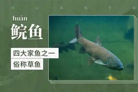 鲩鱼——四大家鱼之一，俗称草鱼视频封面