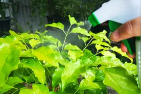 幸福树叶片发黄了？用它喷一喷，叶片很快就转绿