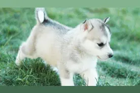 狗崽尾巴有“白头”，老人说这狗不能养，赶紧送走