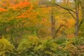 坚强不是面对悲伤不流泪，而是擦干眼泪后微笑着面对以后的生活。视频封面