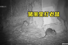 猎人深更半夜不睡觉在猪圈里打老鼠 一个一个消灭绝对让你爽歪歪视频封面
