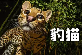 长得像豹子又像猫，天生的捕食者——豹猫！刚出生的样子太奶啦~视频封面
