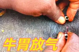 牛儿腹部肿胀得像个球，兽医查看后直接扎腹“放气”，太牛了！视频封面