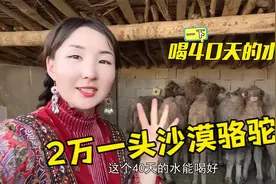 小驼羔为啥不单卖？新疆沙漠骆驼40天不喝水能存活，2万一头贵不视频封面