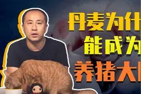 小小的北欧国家丹麦，为什么能成为世界级猪肉出口大国？视频封面