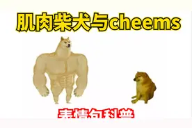 【表情包科普39】肌肉柴犬？Cheems？，这个对比图从何而来视频封面