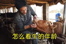怎么判断牛的年龄？看看小薛怎么做的，建议保存收藏！视频封面