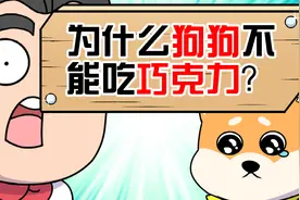 为什么狗狗不能吃巧克力？艾特你家狗狗来看！视频封面