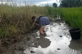 农村妹子打着赤脚，在稻田边的水沟，捕抓野生鱼，抓的整桶带回家视频封面