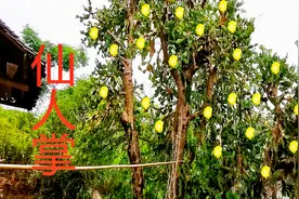 在南方这种植物竟能长成巨无霸，繁殖能力非常强，是物种入侵吗？视频封面