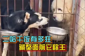 全身都是心眼子的吃货哈士奇，这二哈干饭有多狂，藏獒面前它称王视频封面