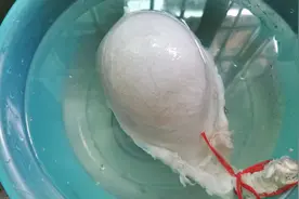 这种少见的食材蓉蓉简单做成了美食，一大盘不够吃，你肯定没吃过