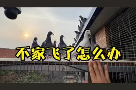 150训放以后鸽子不家飞了，原因分析以及处理方案跟鸽友们交流视频封面