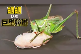 蝈蝈 vs 巨型白蟑螂，瞬间秒杀超爽！视频封面