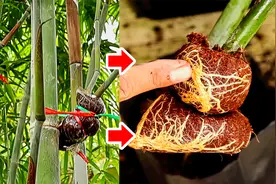 竹子用这方法进行繁殖，成活率达95%，技巧简单实用新手也能成功