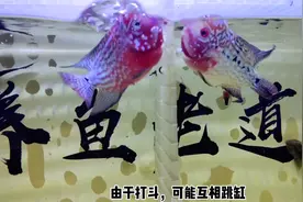 四条罗汉鱼同时投喂鱼饲料，状态还是很好的，摄食也很猛视频封面