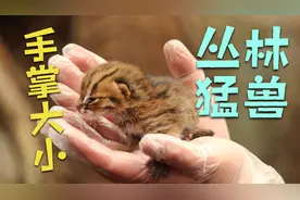 世界最小猫-锈斑豹猫 可爱萌外表下是头1顿能吃半斤肉的丛林野兽视频封面