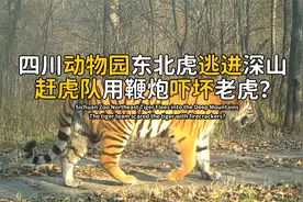 四川动物园东北虎逃进深山，赶虎队手持钢管，放鞭炮把老虎吓坏？视频封面