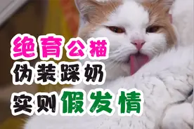 绝育公猫伪装踩奶，实则交配行为的假发情了解一下