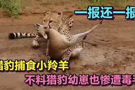 小羚羊被猎豹锁喉，发出撕心裂肺的惨叫，不料猎豹幼崽也惨遭毒手视频封面