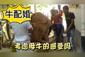 国外小伙给母牛相亲，脾气暴躁不受控制，最后用了这个办法视频封面