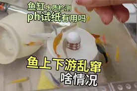 鱼上下游乱窜怎么回事？鱼缸水质检测ph试纸好用吗，热带鱼记录视频封面