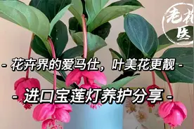 花卉界"爱马仕"很难养？把握这几点，叶美花更靓！宝莲灯养护分享视频封面