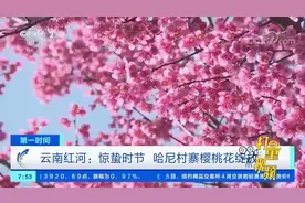 云南：哈尼村寨樱桃花绽放，斑斓大地犹如一副醉美画卷|第一时间视频封面