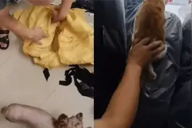 男子借猫抓老鼠，一抓一个准，网友：必须奖励小鱼干！视频封面