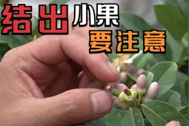 盆栽柠檬结出小果后，这步养护不小心，全都掉落一个不剩视频封面