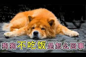 狗狗不吃饭是怎么回事视频封面