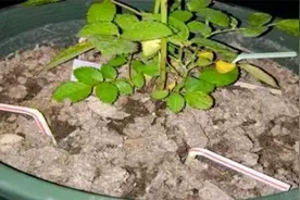 把吸管插在花盆里，土壤透气又肥沃，枝繁叶茂花卉蹭蹭长不停