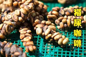 如奢侈品一般存在的“猫屎咖啡”，竟然真的是用猫屎加工的