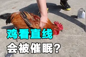 在鸡面前画直线会发生什么？科普动物催眠的秘密，答案并不简单