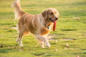 宠物百科-金毛犬