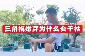 三角梅嫩芽为什么会干枯，大表舅根据自己经验总结了这些，来看看视频封面