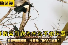 喜鹊窝到底为什么不怕风雪？外部粗糙简陋，内部是“豪华大别墅”视频封面