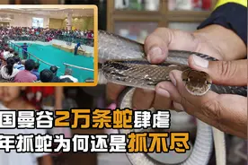 泰国曼谷2万条蛇肆虐，消防员抓蛇多过救火，是如何泛滥成灾的？视频封面