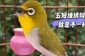 极品五短绣眼鸟活泼善鸣，四喜花口连唱，清亮悠扬简直要醉倒人视频封面