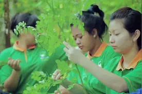 辣木的一生｜现代农业种植和收获奇迹之树