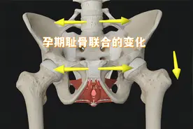 关于耻骨，你不知道的那些事儿（三）视频封面