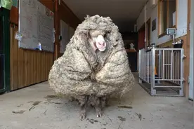 最狡猾的羊，7年不曾剃羊毛，只因用了这一招！视频封面