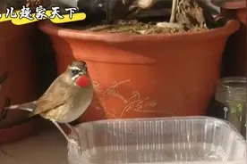 养靛颏有技巧，多互动勤洗澡，鸟儿健康活泼跳舞歌唱多美妙视频封面
