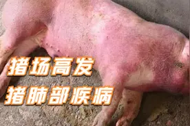锁喉风到猪场，一夜带走一栏猪，养猪人损失惨重！视频封面