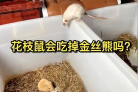 花枝鼠会吃金丝熊吗？今天来解答网友的疑惑