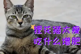 狸花猫增肥攻略：长胖无烦恼，狸花猫跟我吃！视频封面